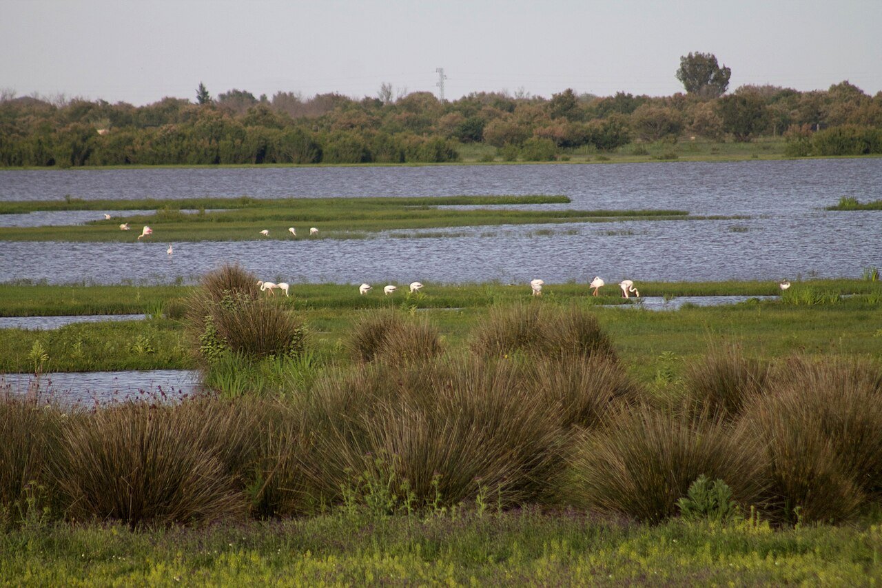 Parque Nacional de Doñana