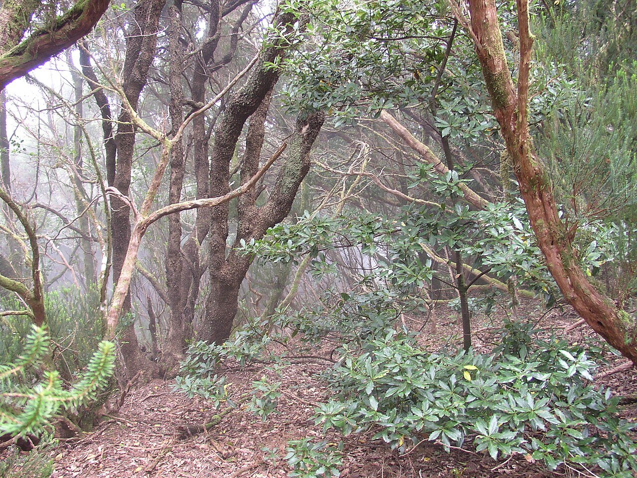 Parque Rural de Anaga