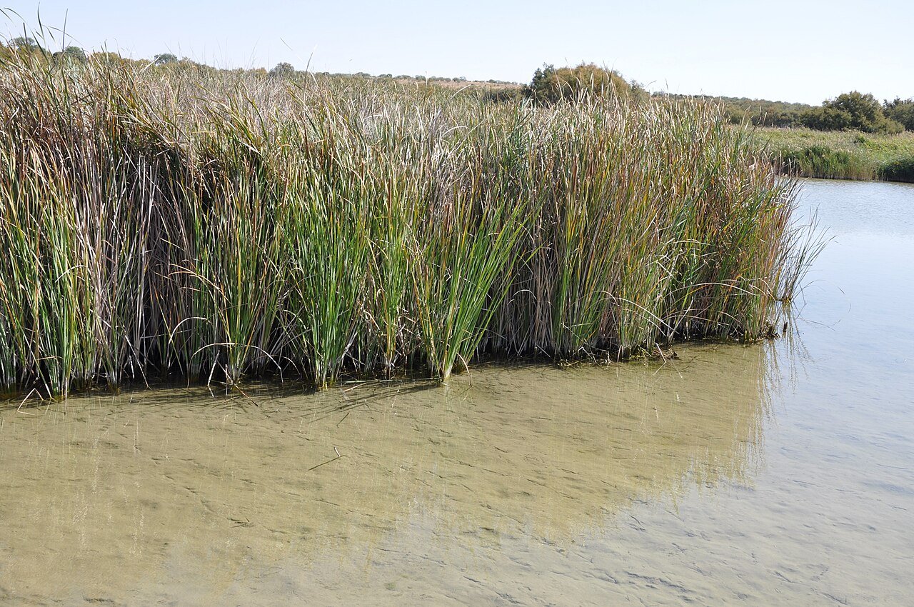 Parque Nacional de las Tablas de Daimiel